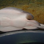 Aquarium of Western Australia, Leigh-Ann Ludwig, Leigh's Lounge
