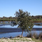 Yanchep National Park, Leigh-Ann Ludwig, www.leighslounge.co.za